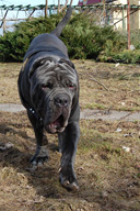 ULISSE dello Stradone Vesuviano