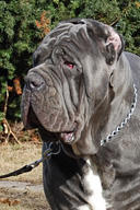 ULISSE dello Stradone Vesuviano