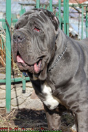 ULISSE dello Stradone Vesuviano