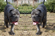 ULISSE dello Stradone Vesuviano