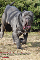 ULISSE dello Stradone Vesuviano