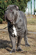 ULISSE dello Stradone Vesuviano