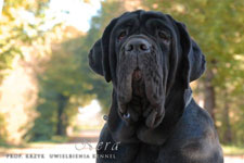 Mastino napoletano